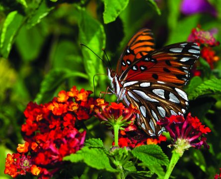 Spring Butterflies at Desert Botanical Garden