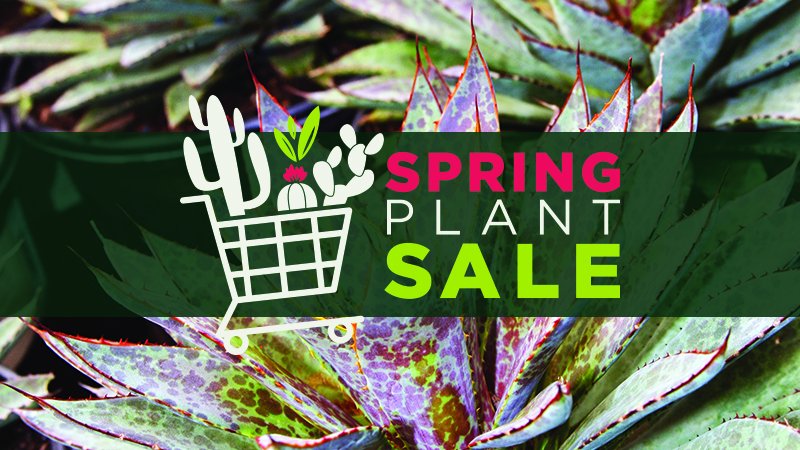 Desert Botanical Garden Spring Plant Sale