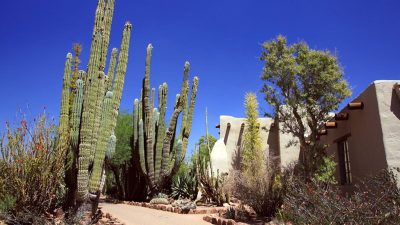 Cardons fuera del Auditorio Webster, Desert Botanical Garden