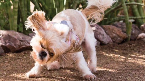 Dogs' Day in the Garden