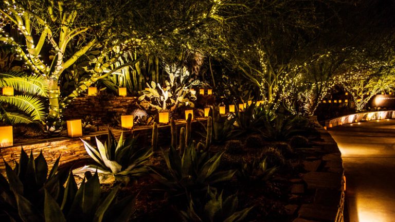 phoenix botanical garden night phoenix botanical garden night