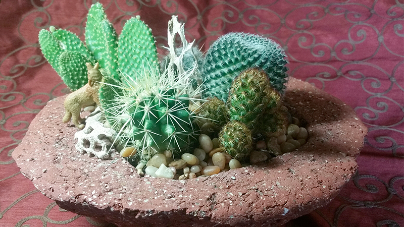 Clase destacada: Cactus Dish Garden