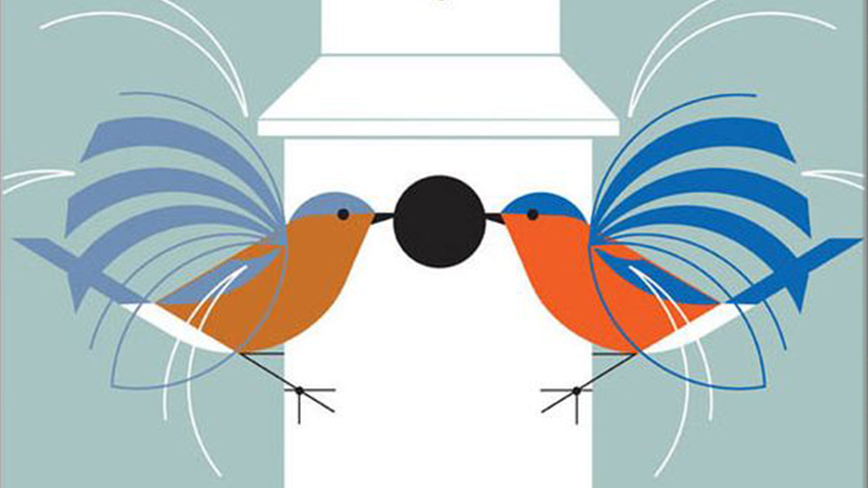 Featured Class: Modern Bird Illustration