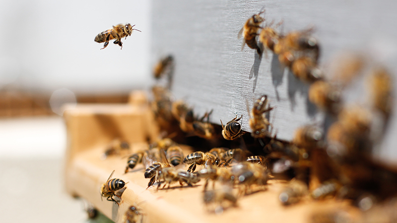 Featured Class: Beekeeping for Beginners