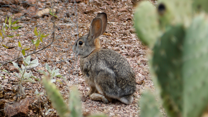 Featured Class: Desert Wildlife and Safety