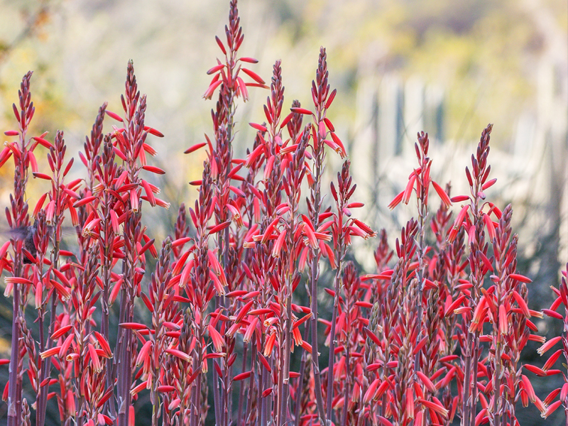 Aloe florece en el jardín botánico del desierto