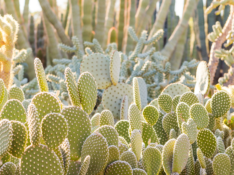 Desert Botanical Garden in Phoenix, Arizona