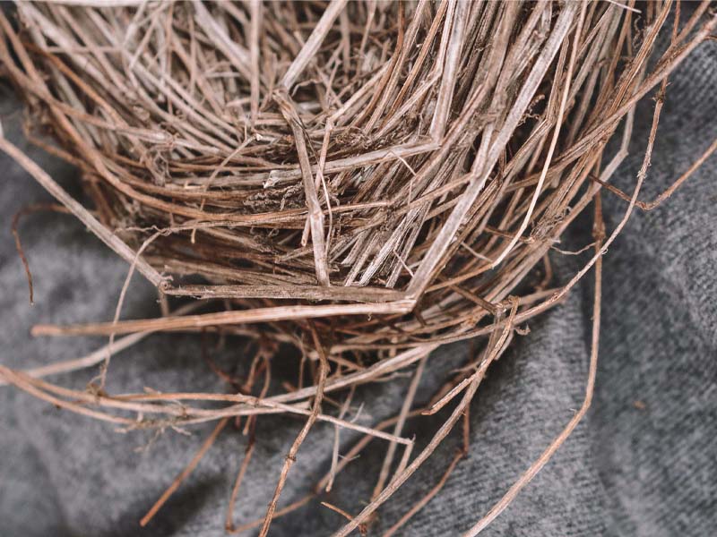 Actividad | Construir un nido de pájaro