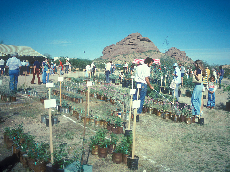 Historia de la venta de plantas del Jardín Botánico del Desierto