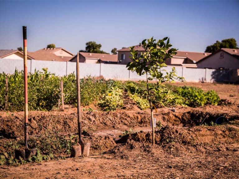 Transforming a Food Desert into a Food Oasis