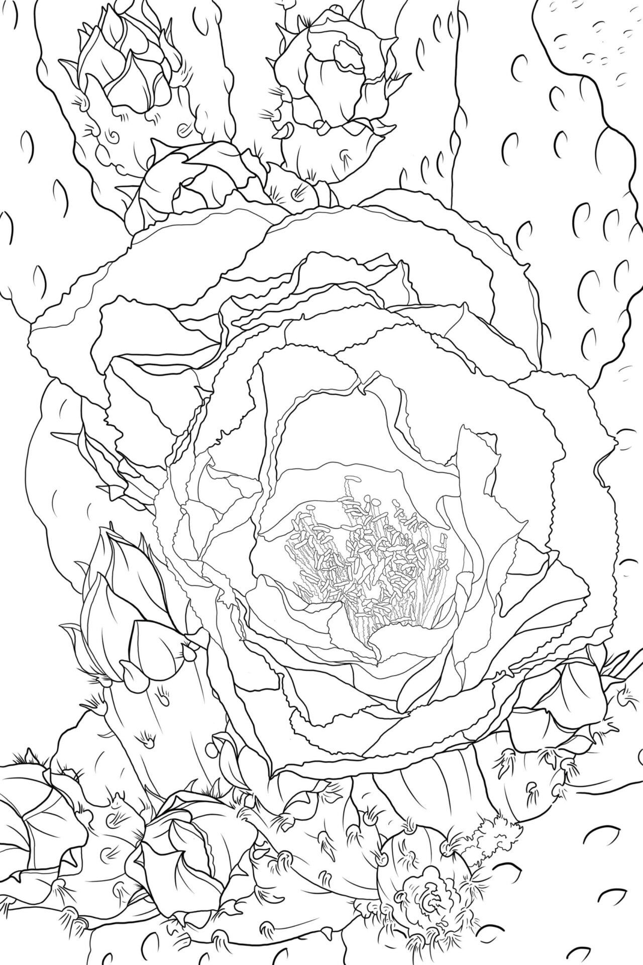 DBG Prickly Pear Coloring Page
