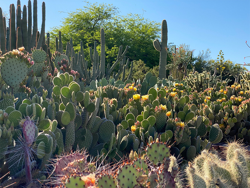 Cuidando la colección Desert Botanical Garden Primavera 2020