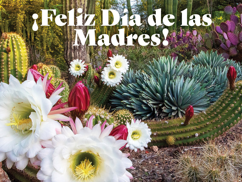 Happy Mothers Day from Desert Botanical Garden