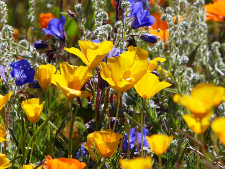 Zoom Virtual Garden Backgrounds