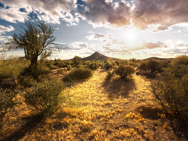 Desert Botanical Garden a changing earth