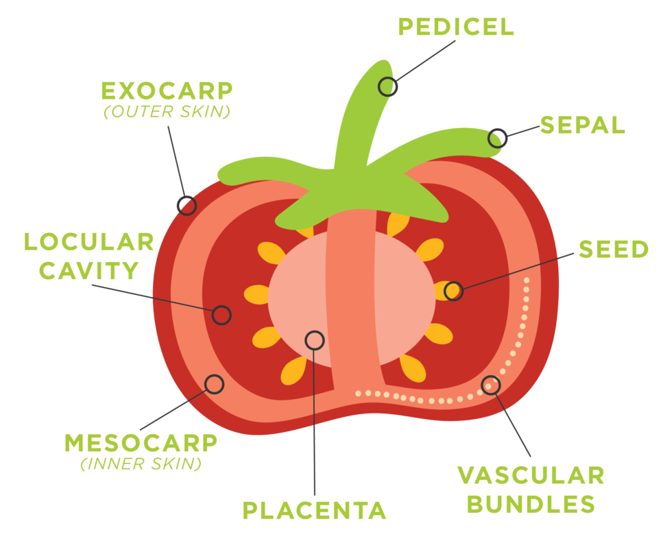 Activity Fruit Dissection Desert Botanical Garden