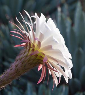 Large flowered cactus