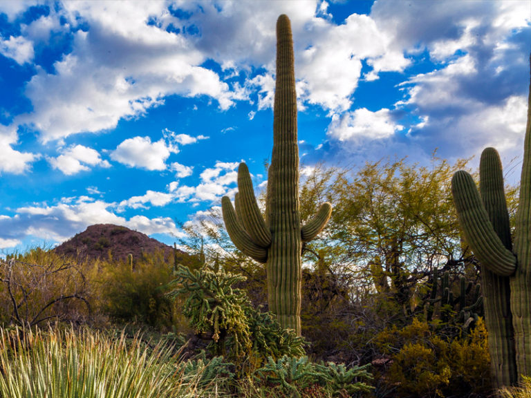 Celebrating National Cactus Day