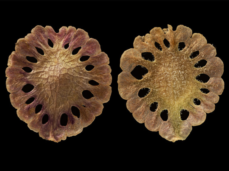 Behind The Scenes of Seed Lab Photography