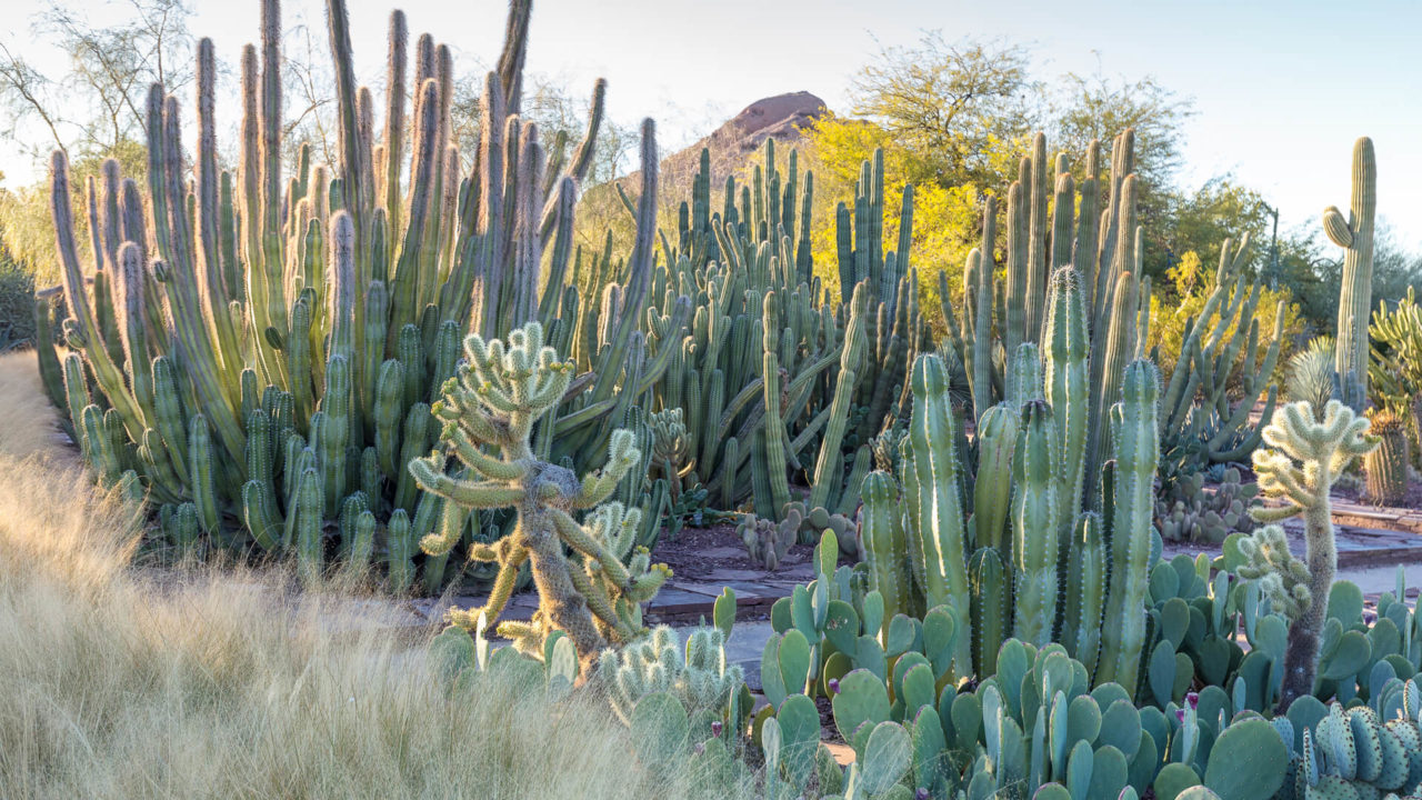 Zoom Virtual Garden Backgrounds | Desert Botanical Garden