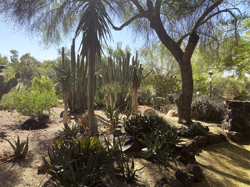 Desert Botanical Garden Belleza de primavera