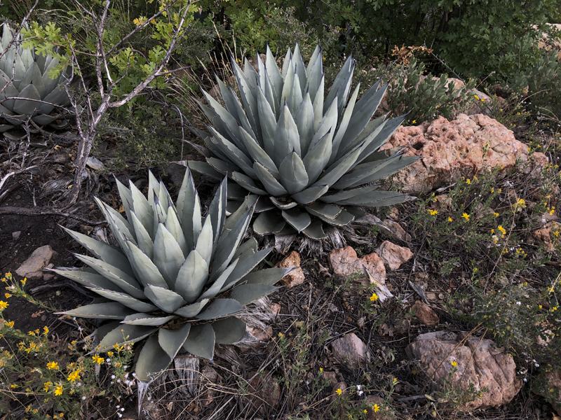 Agaves after fire