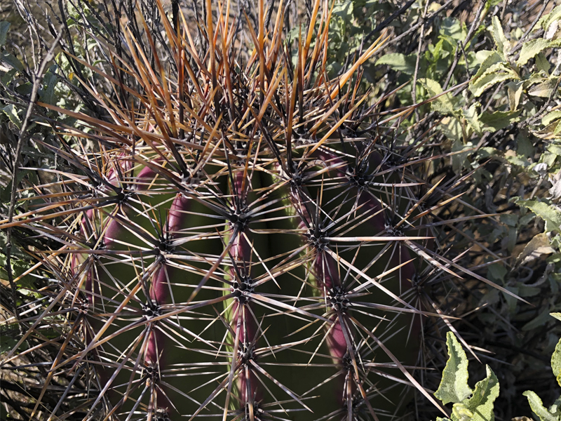 Barrel cactus regrowth