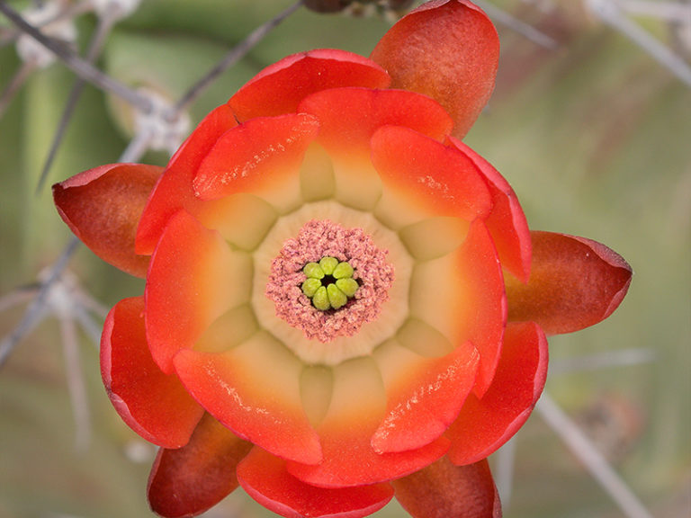 Flowers for the Fourth