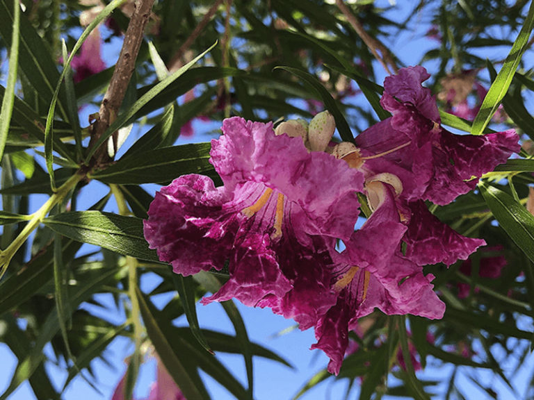 Ecoflora Challenge | Wild for Willow