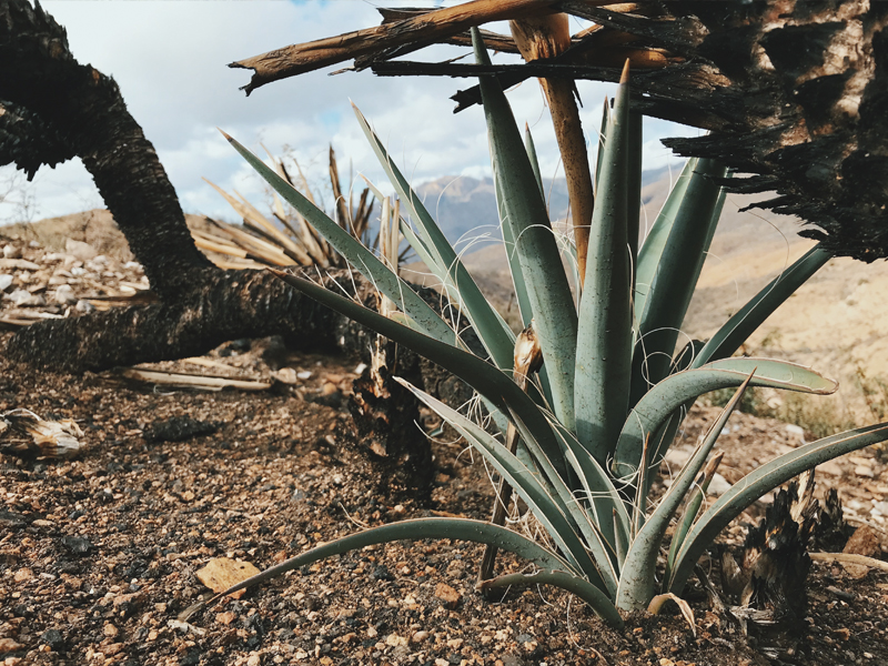 July Ecoflora Challenge | Sonoran Survivors