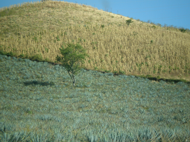 Field of Agave