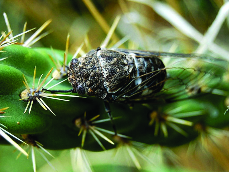 Cicada