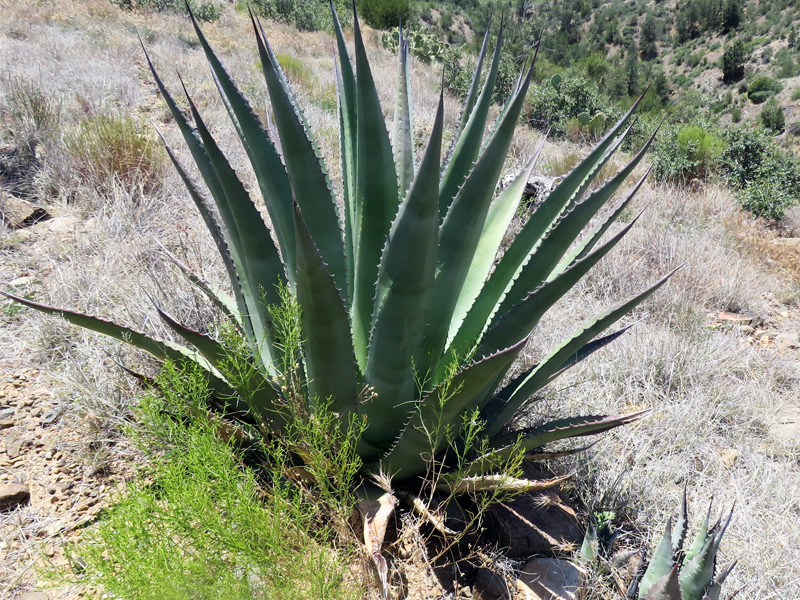 Rare and Threatened Agave