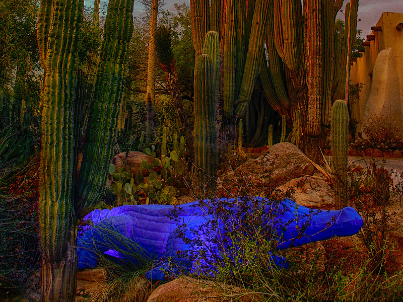 Cocodrilo salvaje en el jardín botánico del desierto