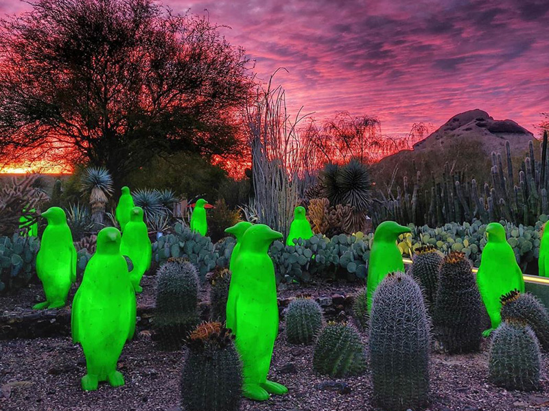 Wild Rising Penguins at Desert Botanical Garden
