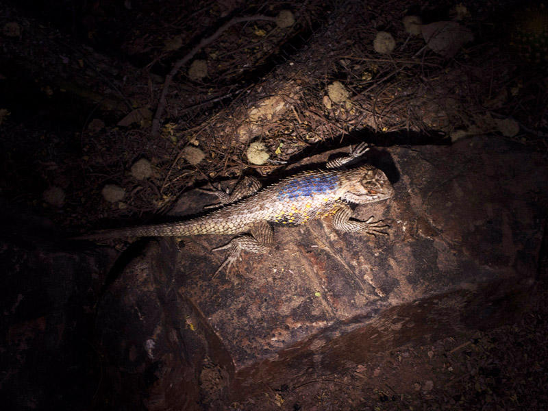 lizard caught in a flashlight beam at desert botanical garden