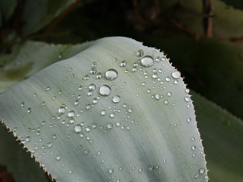 Las gotas de agua se acumulan en una hoja de agave.