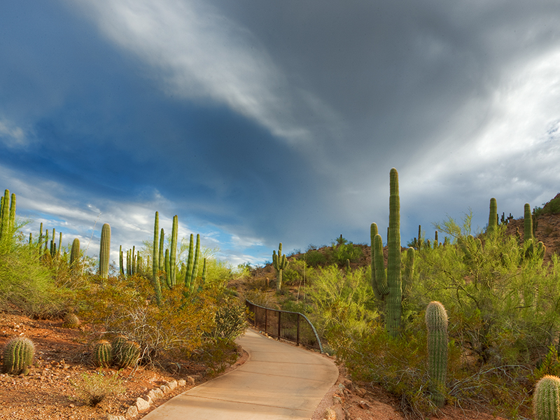 A storm rolling in over desert botanical garden