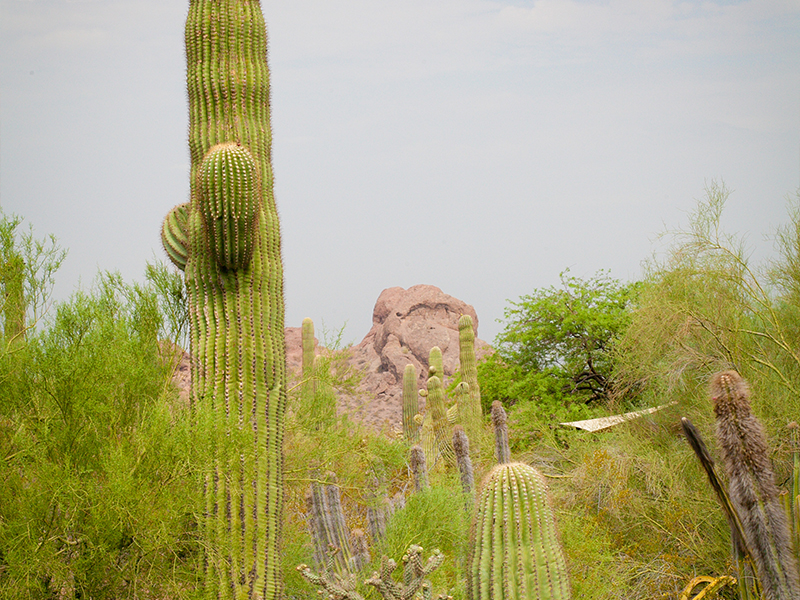 Saguaro at desert botanical garden enjoying the monsoon
