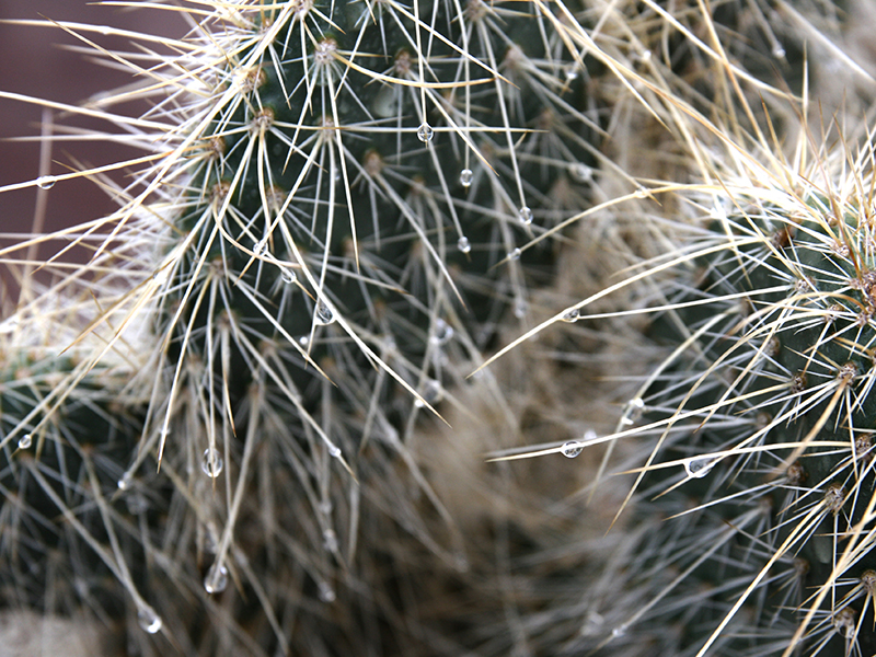 Cactus spines with rain water droplets