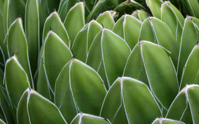 An Ode to Agave