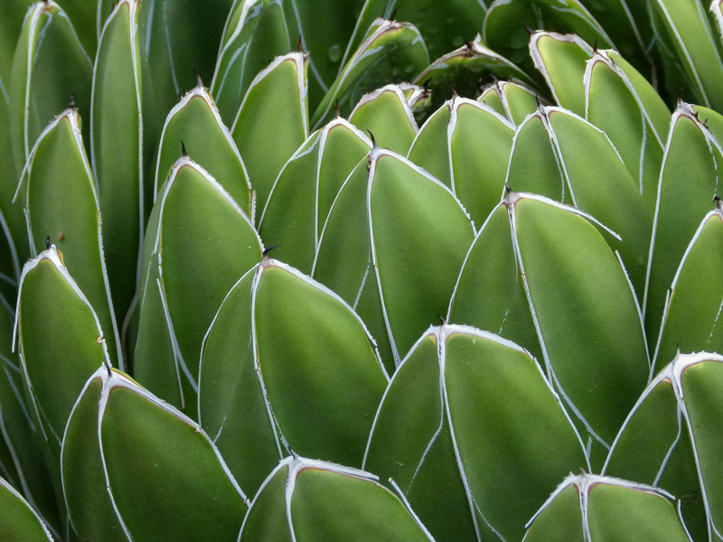 An Ode to Agave