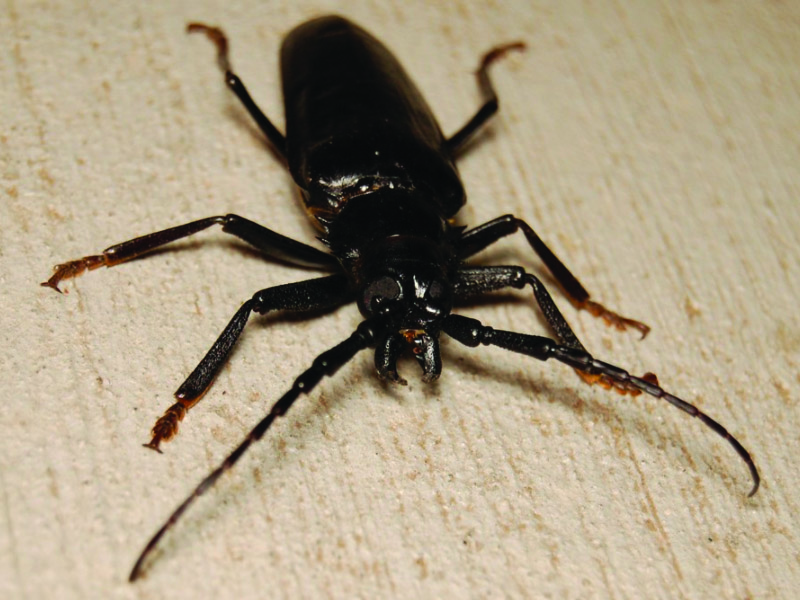 Escarabajo de Palo Verde