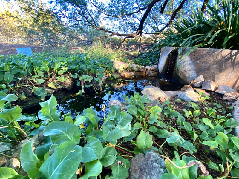 Característica de agua en el jardín de sombra sobre wildflower loop trail