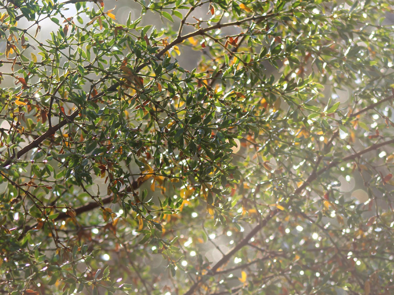 Creosote after a rain