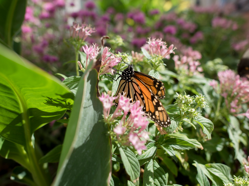 Mariposa monarca en el jardín botánico del desierto