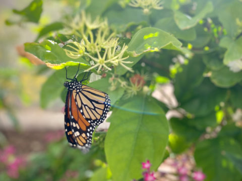 Mariposa monarca en el jardín botánico del desierto