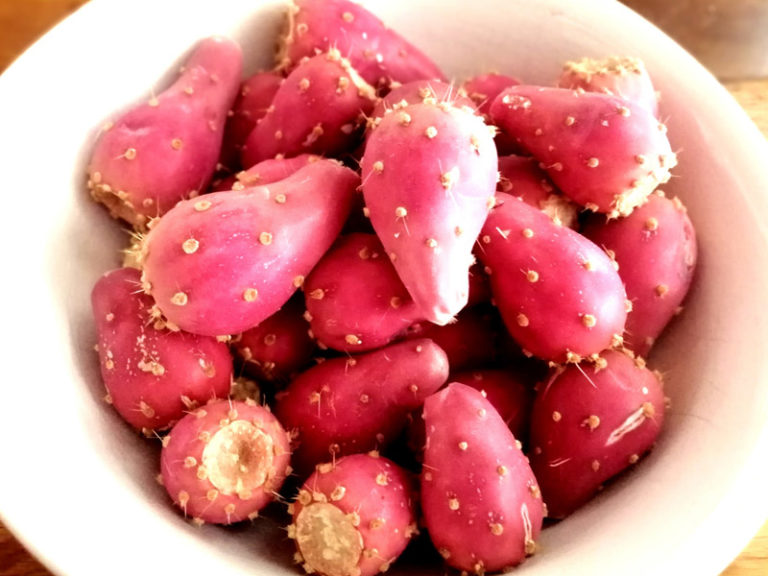 Prickly Pear-adise