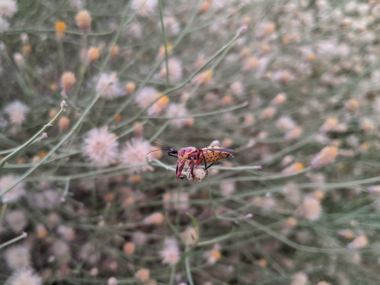 Nature Sightings | A Recap of Metro Phoenix EcoFlora Project Observations