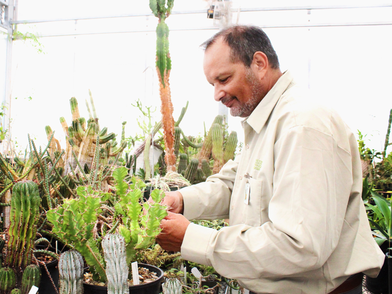 Horticulturist in the greenhouse
